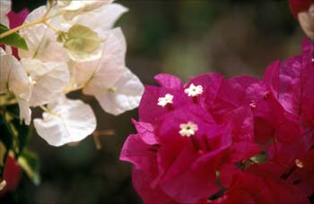 © Lanzarote Bougainvilla