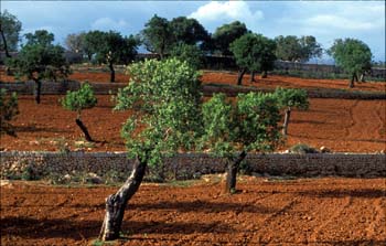 Mallorca Landwirtschaft