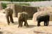 Elefanten (11)