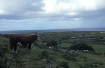 Aran Islands4