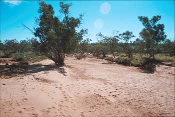 Australien ausgetrocknetes Flußbett(15)