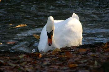 Vögel (21)